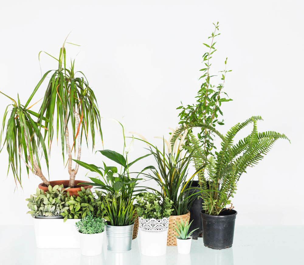 Artificial Plants & Flowers